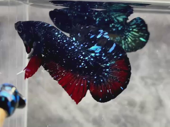 Rare Avatar Betta Fish