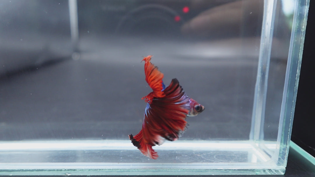 Rare Halfmoon Multicolors Betta Fish