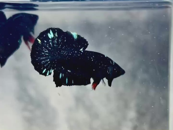 Rare Avatar Betta Fish