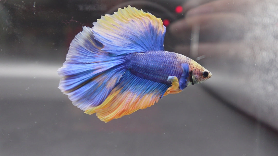 Halfmoon Blue Mustard Betta Fish