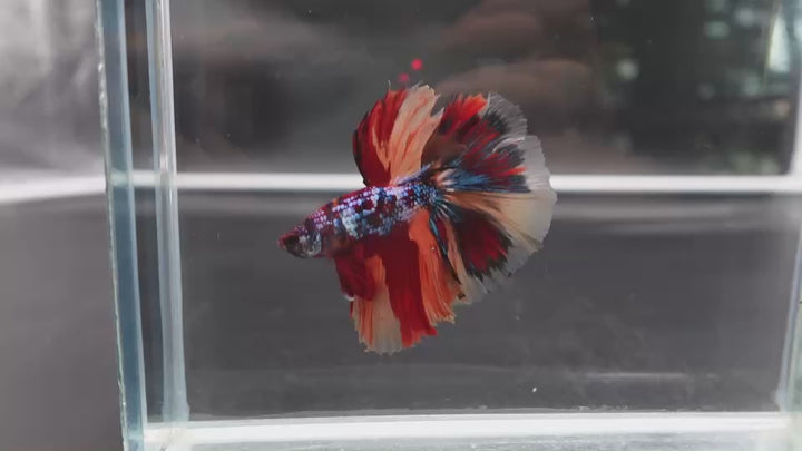 Rare Halfmoon Multicolors Betta Fish