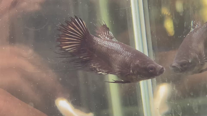 Crowntail Black Betta Fish (Female)