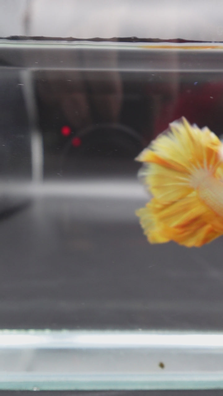 Halfmoon Yellow Betta Fish