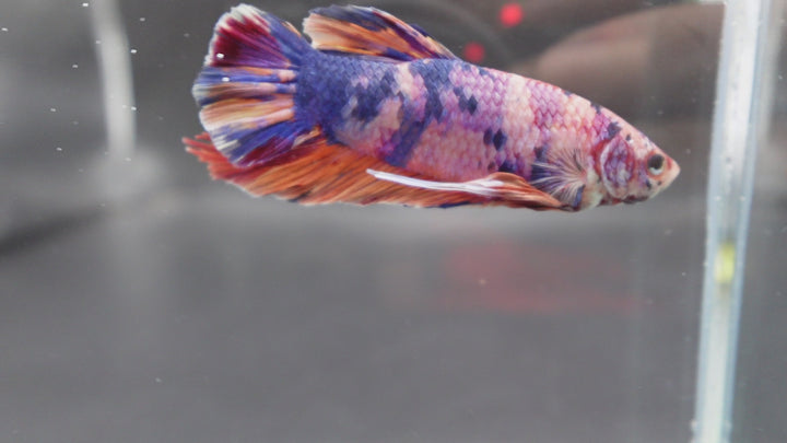 Rare Giant Multicolors Betta Fish