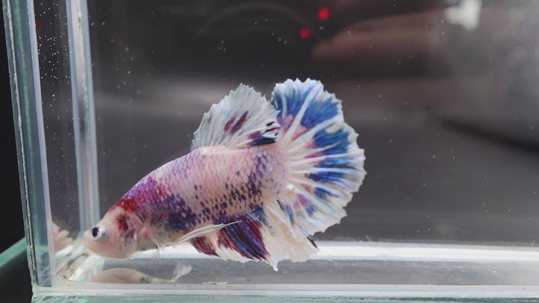 Rare Giant Koi Candy Betta Fish