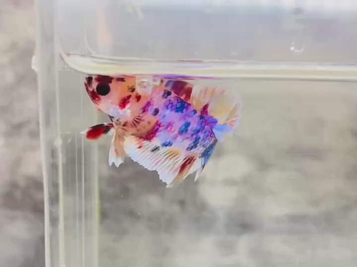 Rare Koi Multicolors Betta Fish