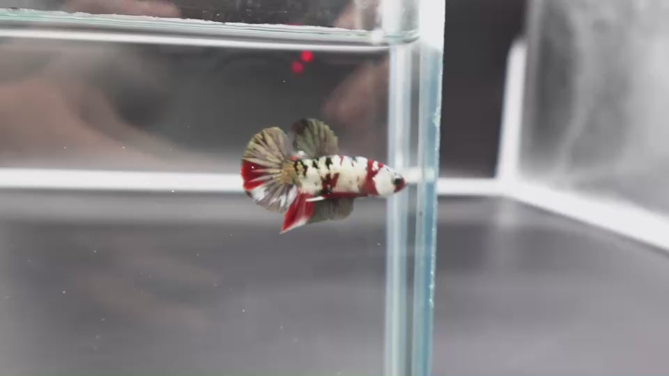 Rare Koi Multicolors Betta Fish (Male)