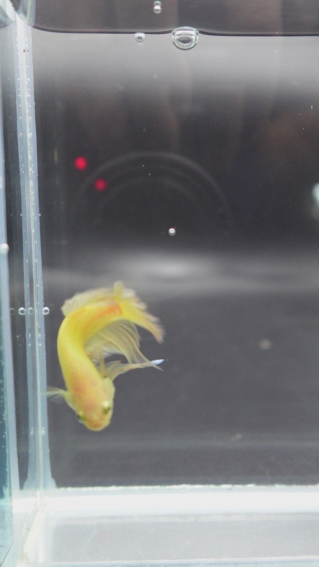 Vivid Yellow Betta Fish