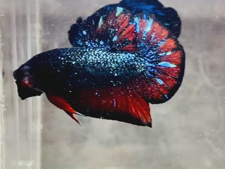 Rare Avatar Betta Fish