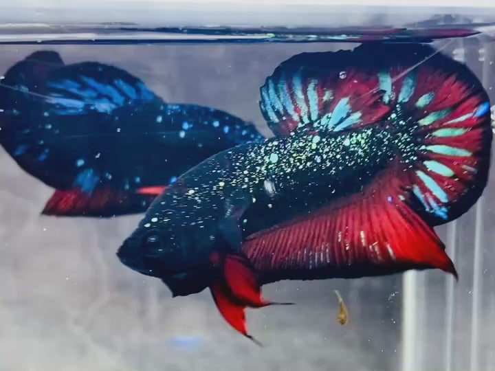 Rare Avatar Betta Fish