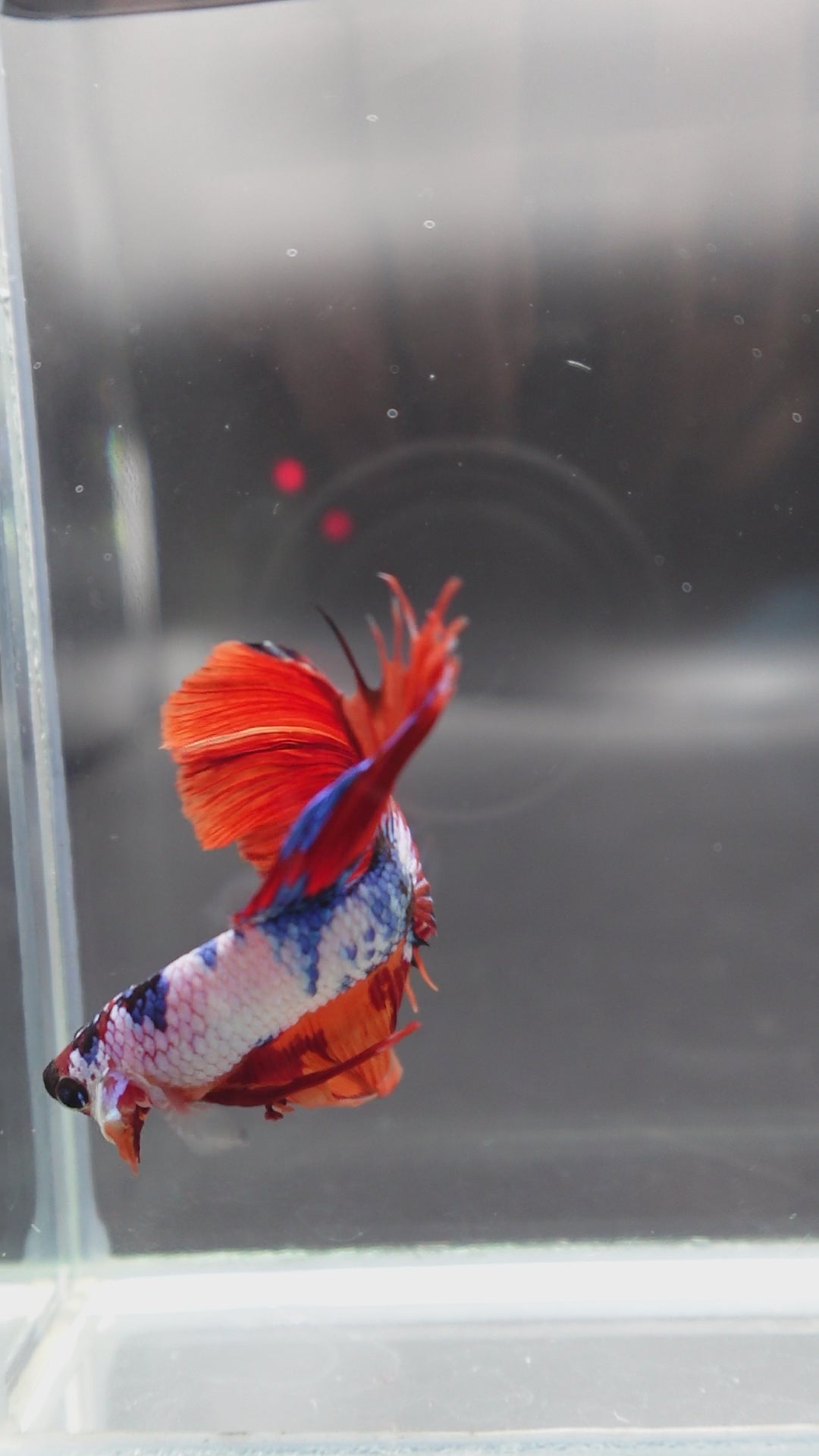 Rare Halfmoon Multicolors Betta Fish