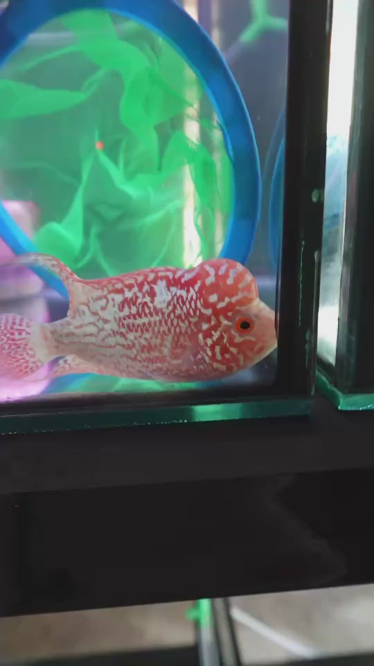 Rare Kamfa Golden Base Flowerhorn 4 inch