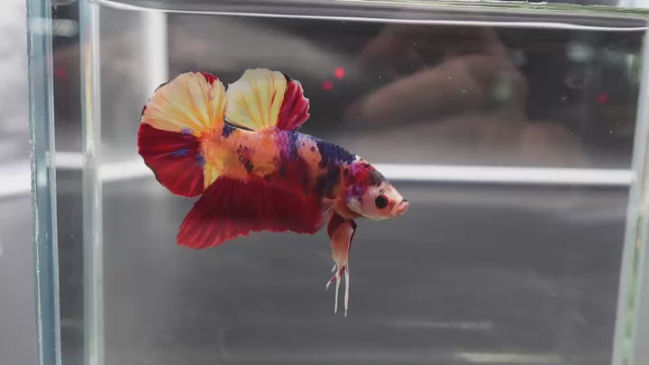 Rare Giant Multicolors Betta Fish