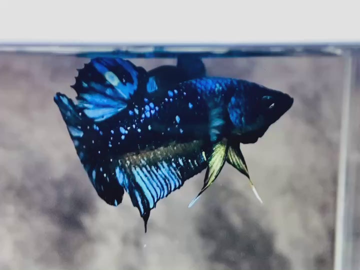 Rare Avatar Betta Fish