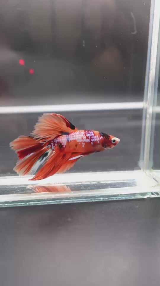 Rare Halfmoon Multicolors Betta Fish