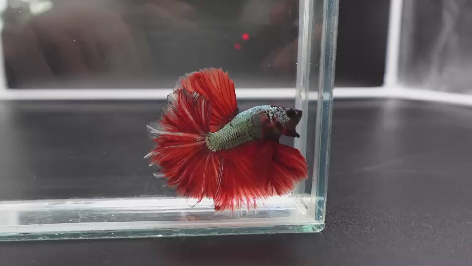 Rare Halfmoon Red Copper Rose Tail Betta Fish