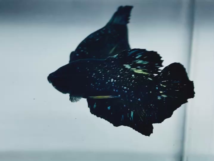 Rare Nebula Gold Betta Fish