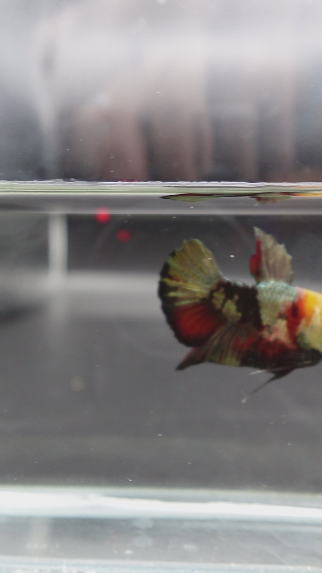 Competition grade - Multicolors White Face Betta Fish