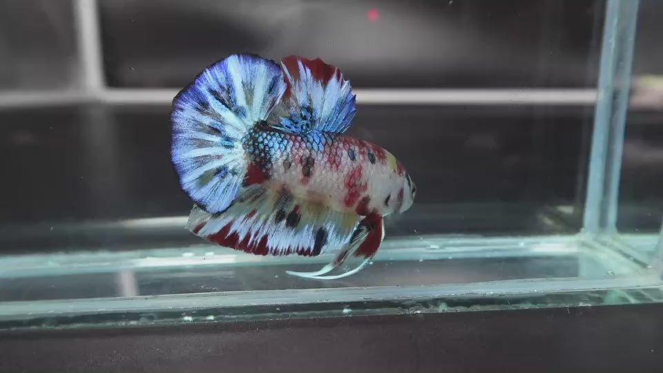 Rare Koi Multicolors Betta Fish