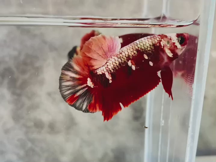 Rare Pair Red Copper Betta Fish