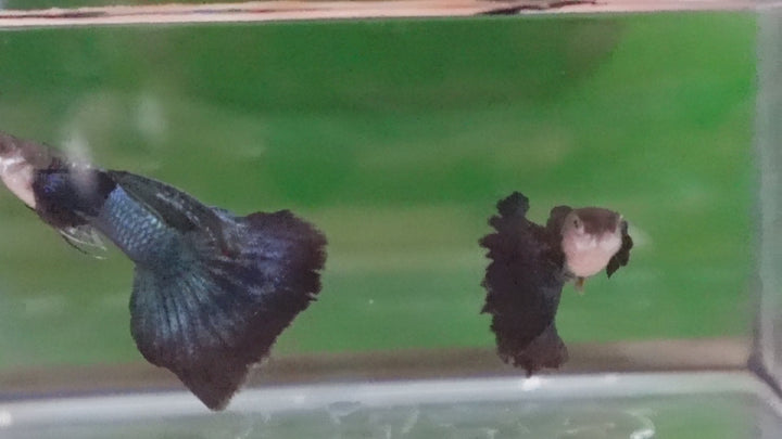 Japanese Blue Dumbo Ear Guppy Fish
