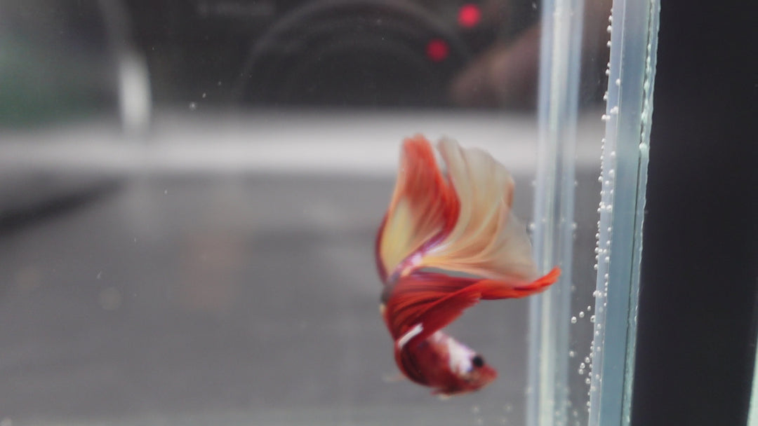 Competition Halfmoon Nemo Betta Fish