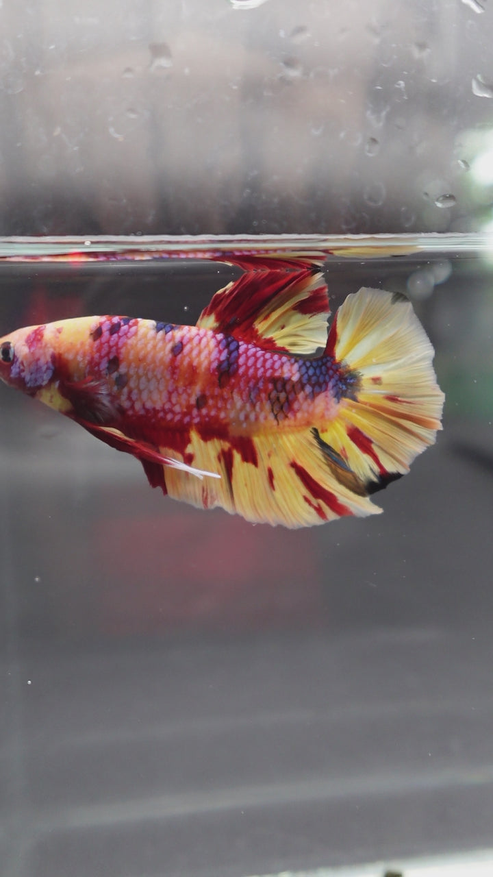 Rare Giant Multicolors Betta Fish