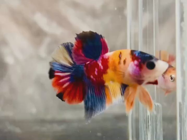 Rare Pair Koi Multicolors Betta Fish