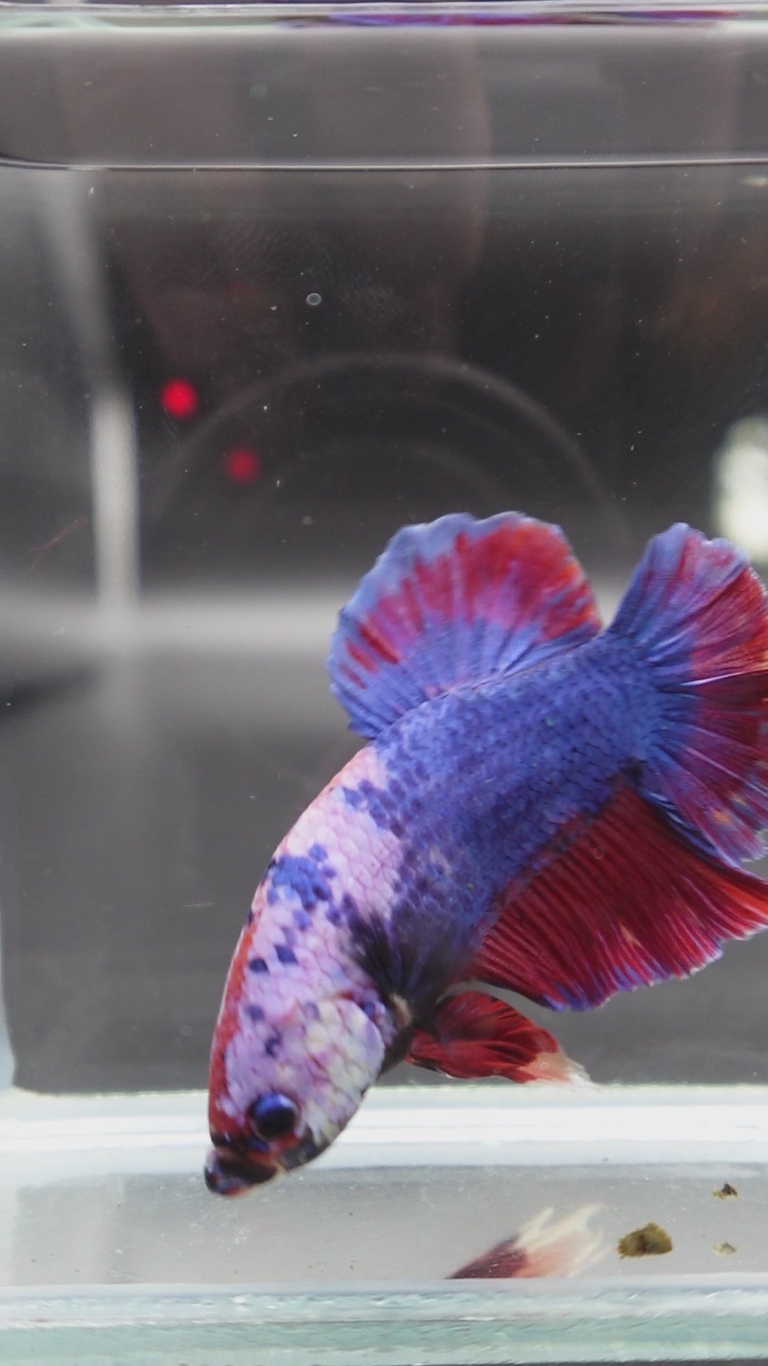 Rare Giant Multicolors Betta Fish