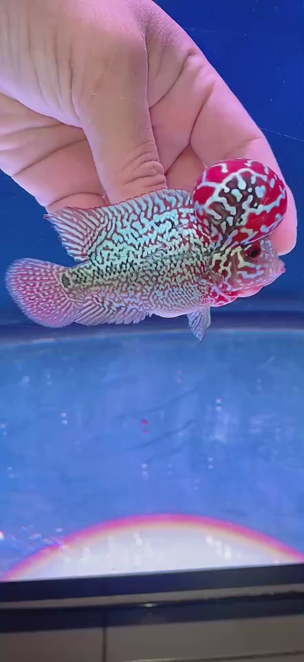 Rare Flowerhorn 4 inch