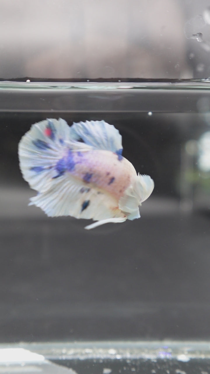 Rare Dumbo Koi Tanjo Betta Fish