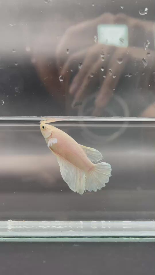 Rare Halfmoon White Betta Fish