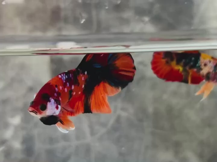 Rare Pair Koi Multicolors Betta Fish