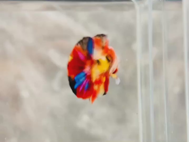Rare Pair Koi Multicolors Betta Fish