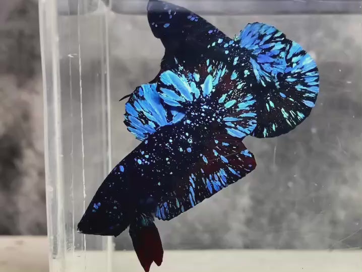 Rare Avatar Betta Fish