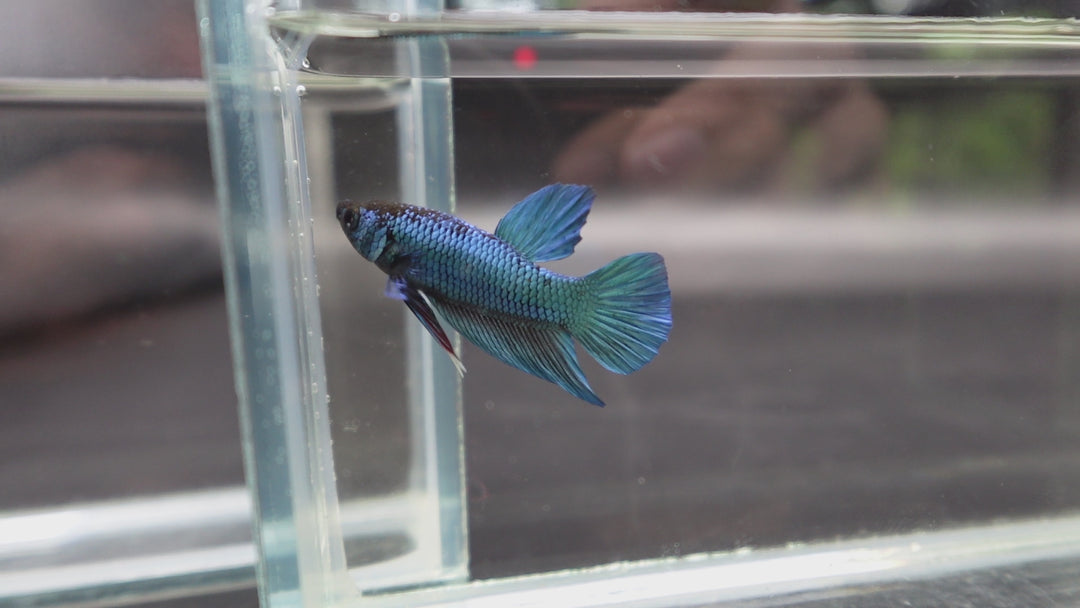 Hybrid Blue Ocean Wild Betta Fish