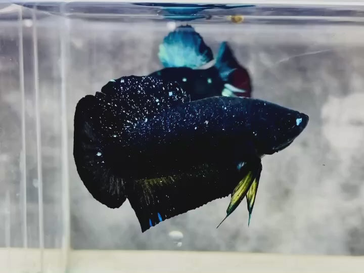Rare Avatar Betta Fish