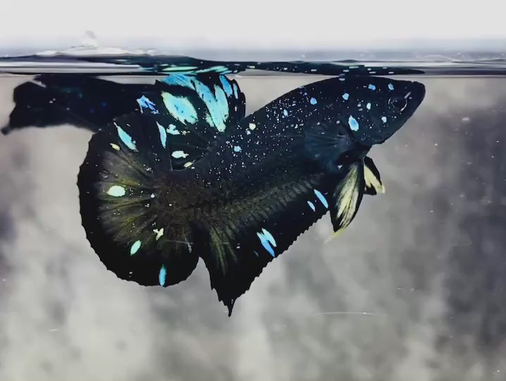Rare Avatar Betta Fish