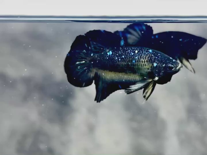 Rare Avatar Betta Fish