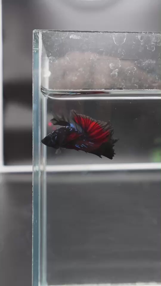 Rare Halfmoon Black Star Betta Fish