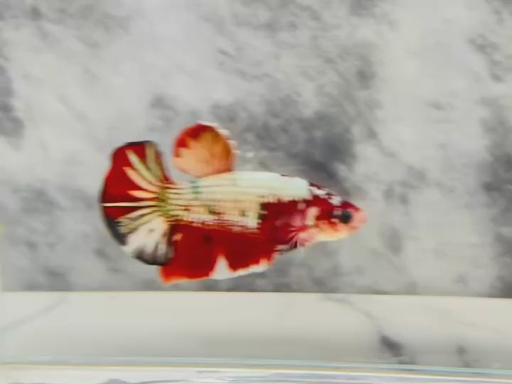 Rare Pair Red Copper Betta Fish