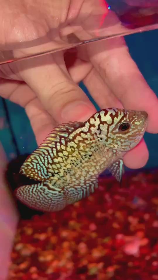 Rare Kamfa Flowerhorn