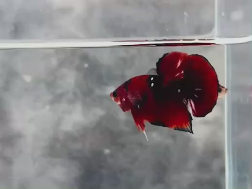 Rare Pair Red Copper Betta Fish