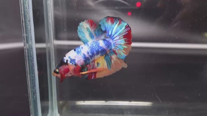 Competition grade - Multicolors Betta Fish