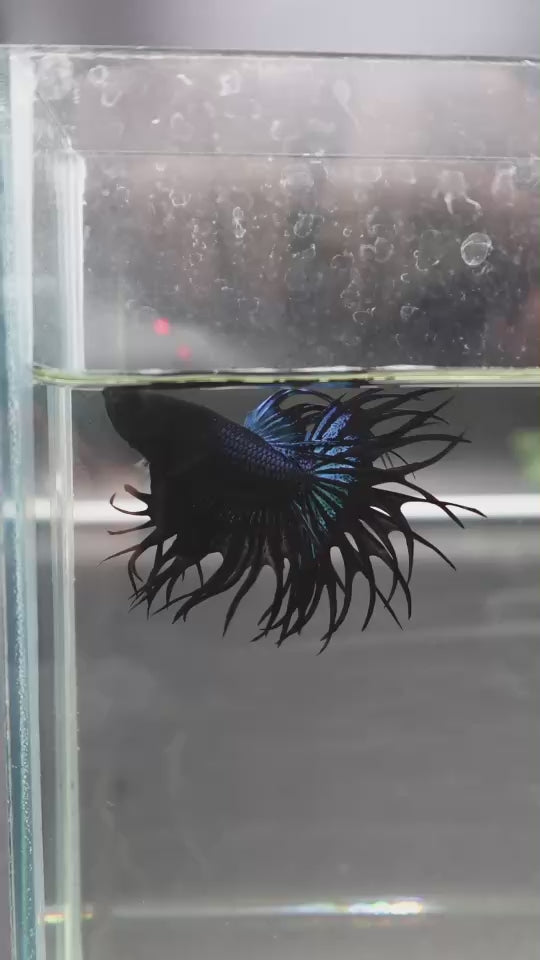 Rare King Crowntail Betta Fish