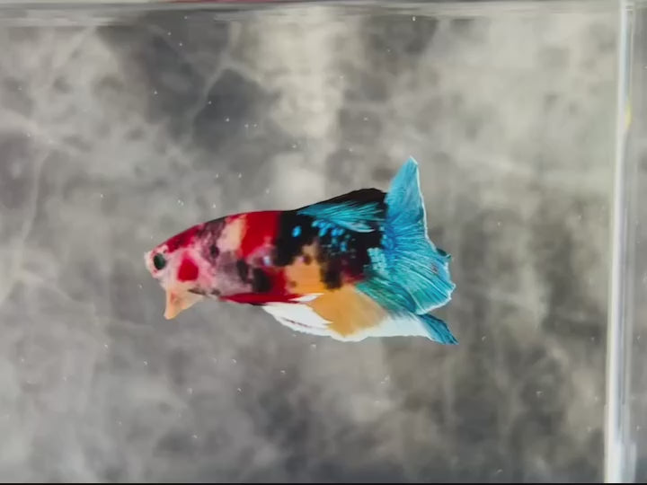 Rare Pair Koi Multicolors Betta Fish