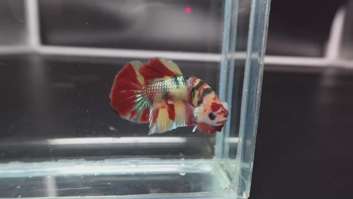 Rare Koi Multicolors Betta Fish