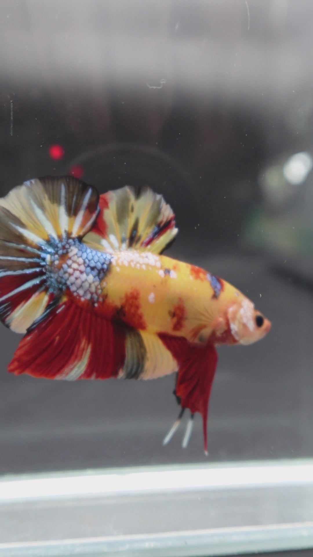 Rare Giant Multicolors Betta Fish