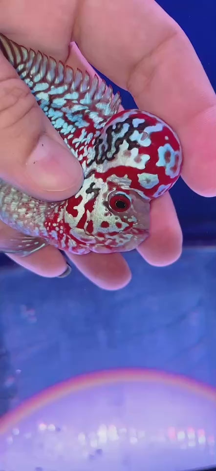 Rare Flowerhorn 4 inch
