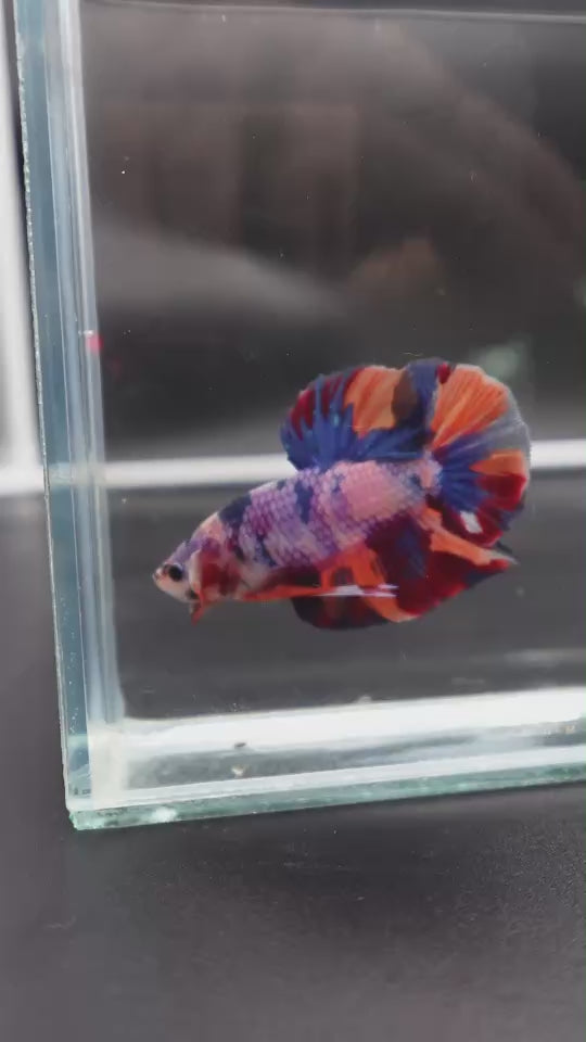 Rare Giant Multicolors Betta Fish